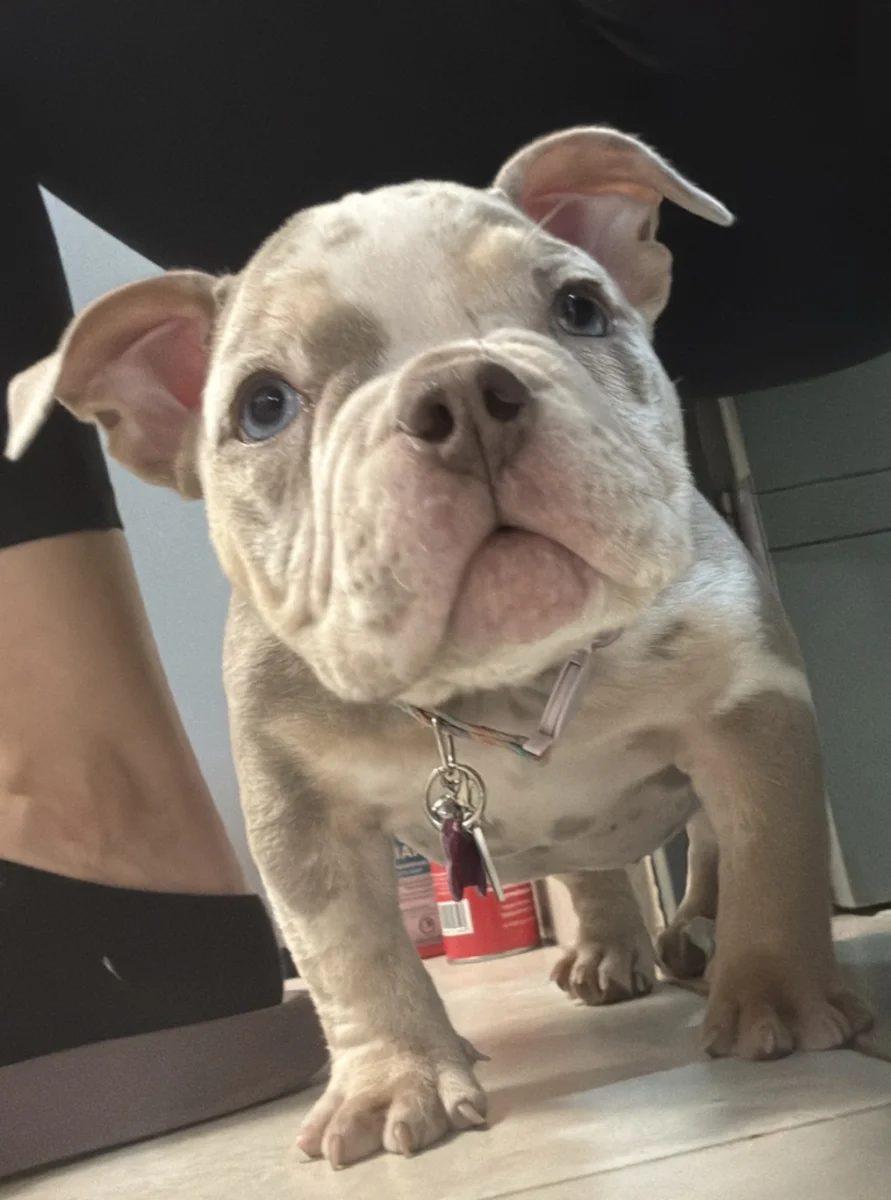 Foto de Canela con microchip 990000014164996