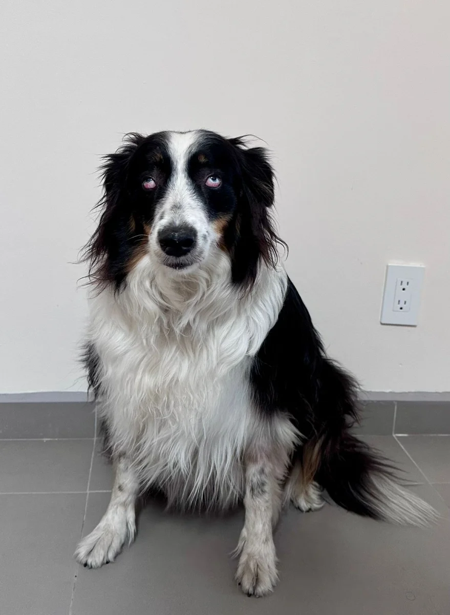 Foto de Checa con microchip 990000014165391
