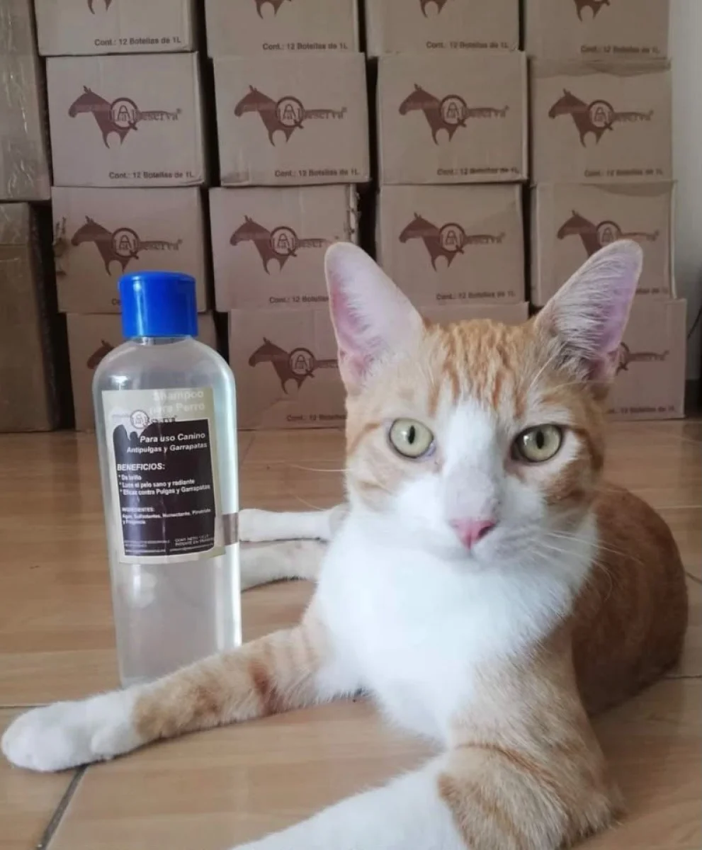 Mascota