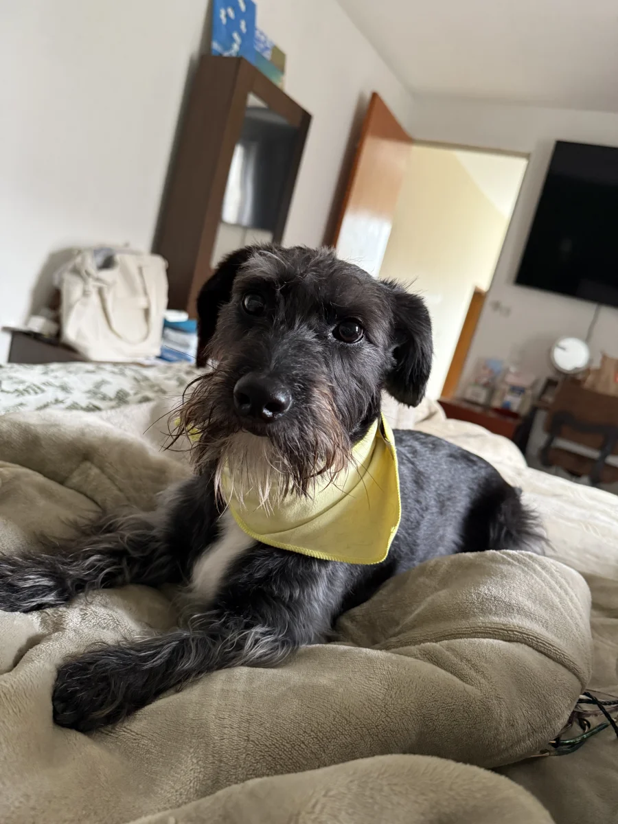 Foto de Sora con microchip 990000012836633