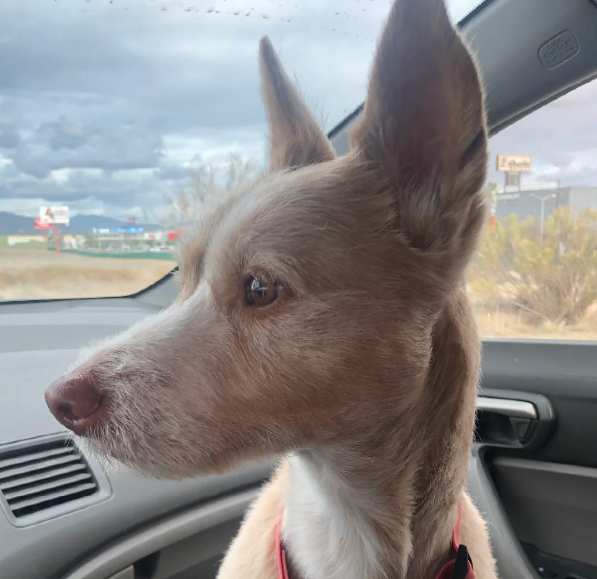 Foto de Luna con microchip 990000012823542