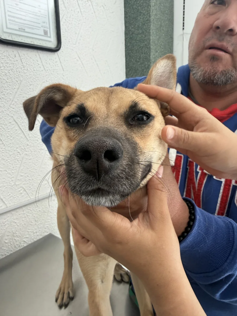 Foto de Camelia con microchip 990000014781155