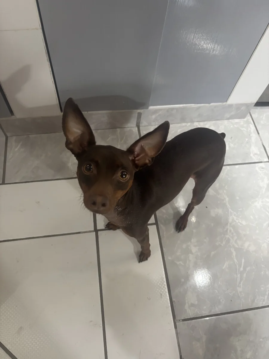 Foto de Hazel con microchip 990000014539773
