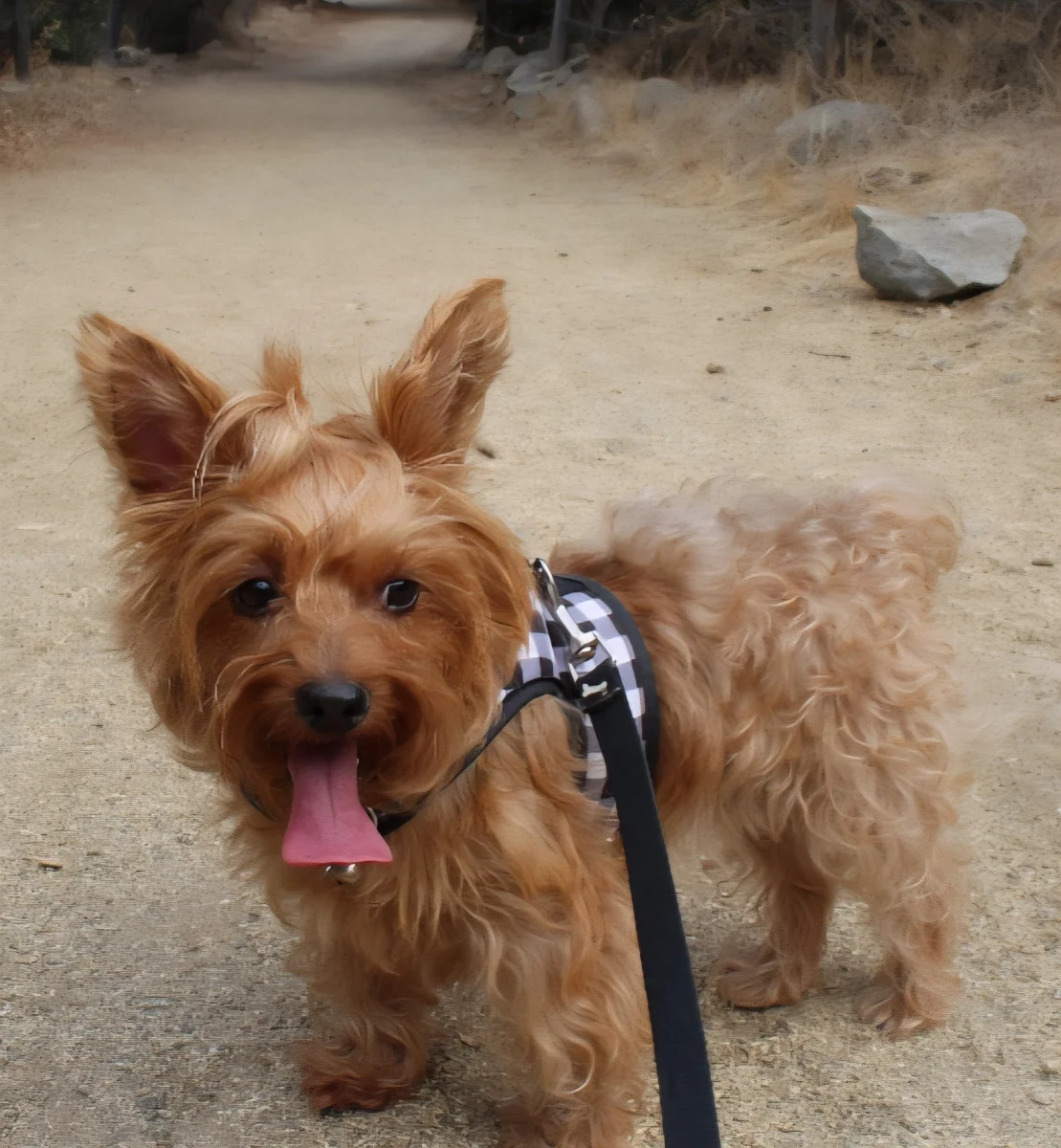 Foto de Laila con microchip 990000014164892