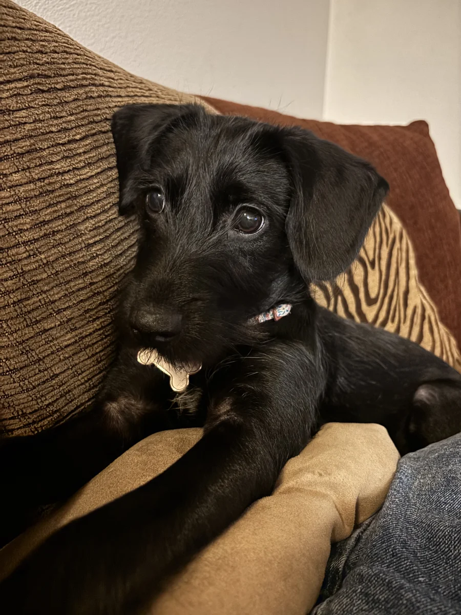 Foto de Aurora con microchip 990000012838397