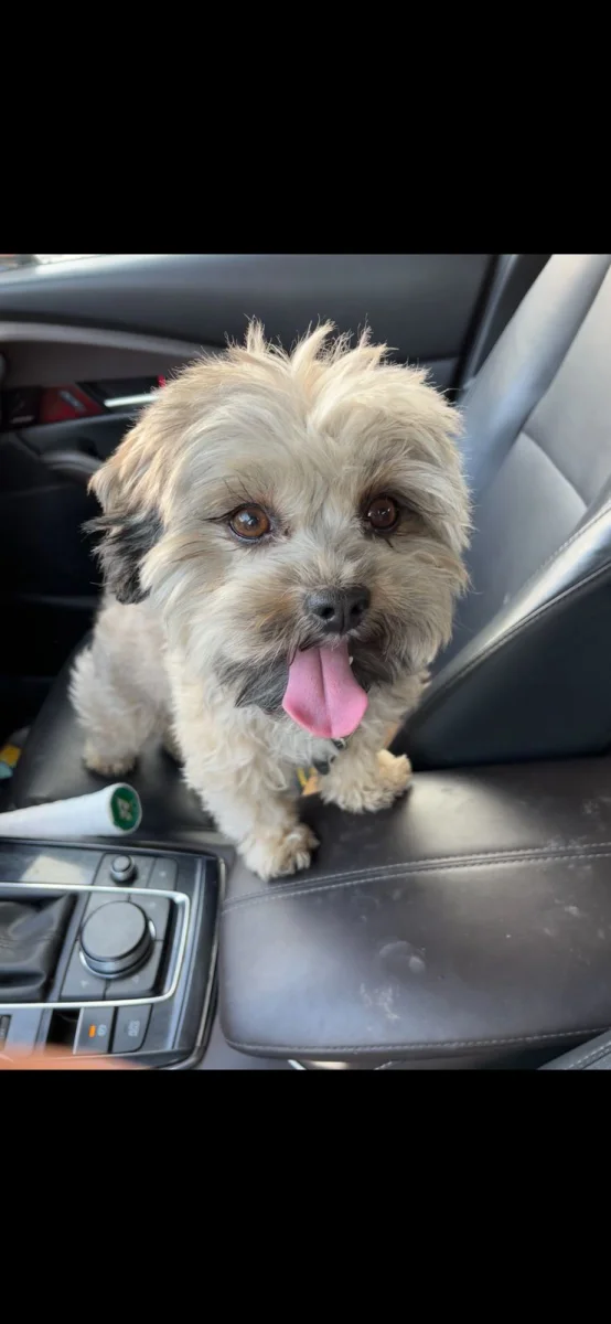 Foto de CIRILO con microchip 990000014779671