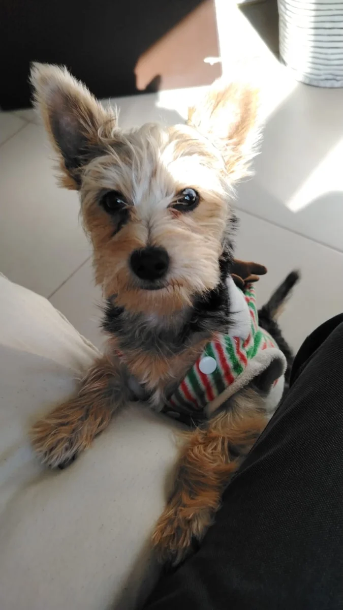 Foto de MILO con microchip 990000014540233
