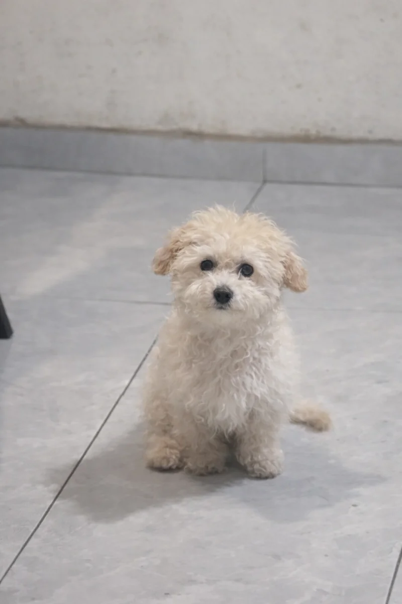 Foto de Muñeca Carlotta con microchip 990000012838194