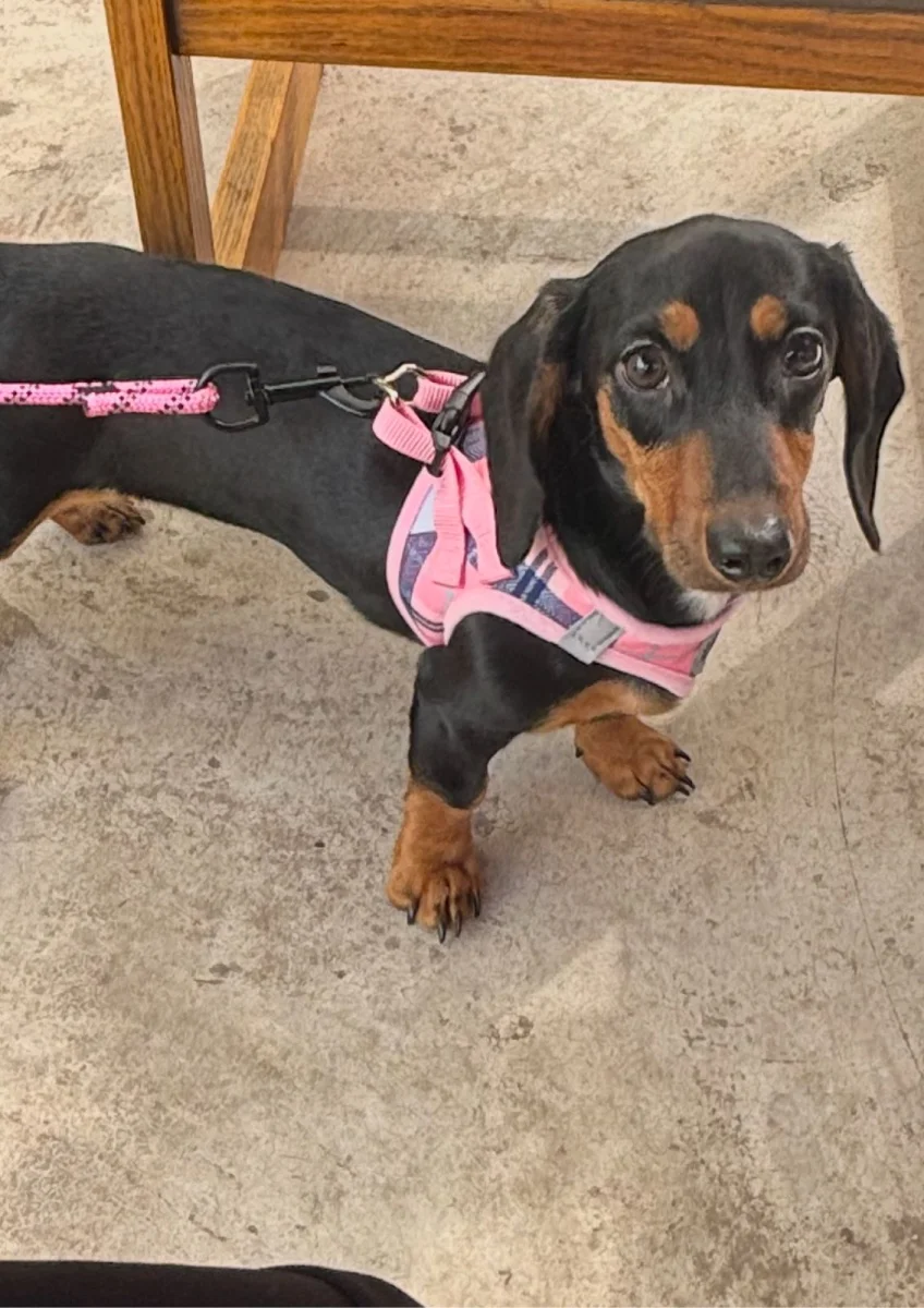 Foto de Nina con microchip 990000012837249