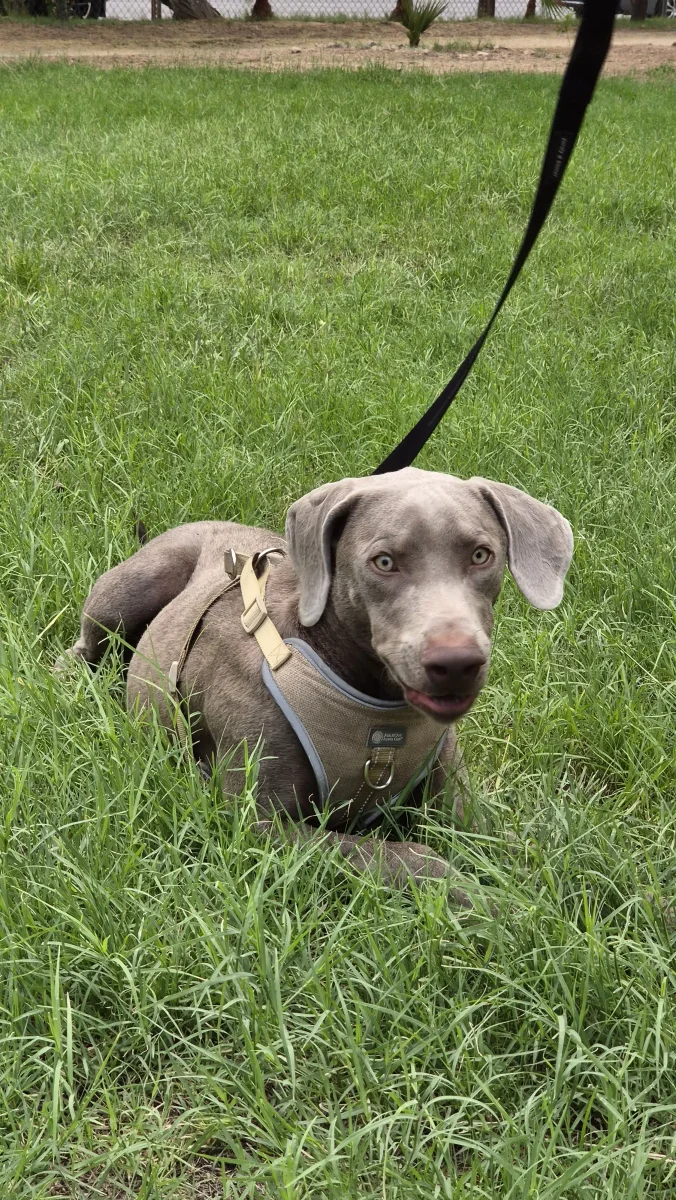 Foto de Silver con microchip 990000014782583