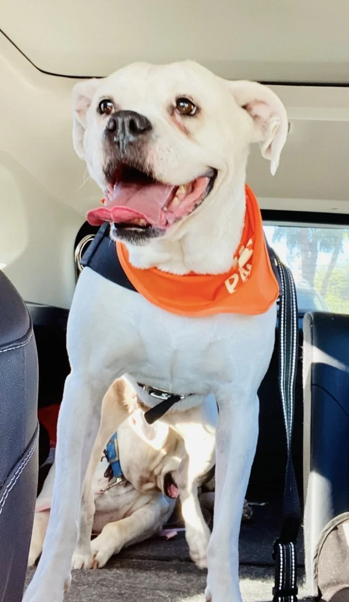 Foto de Luna Salitrero con microchip 990000012849331