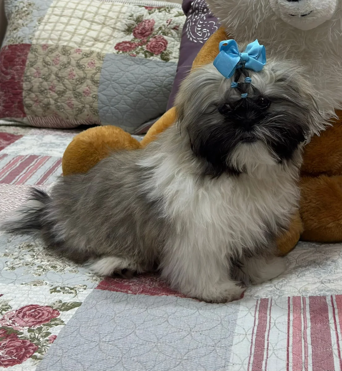 Foto de Micaela con microchip 990000012836622