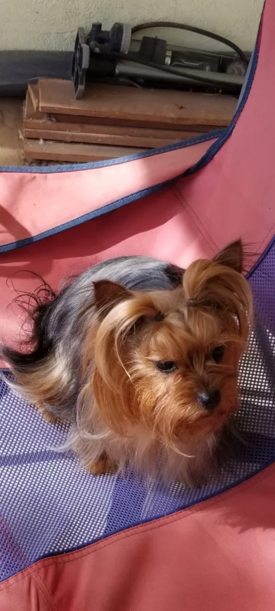 Foto de Chiquis con microchip 990000012849419