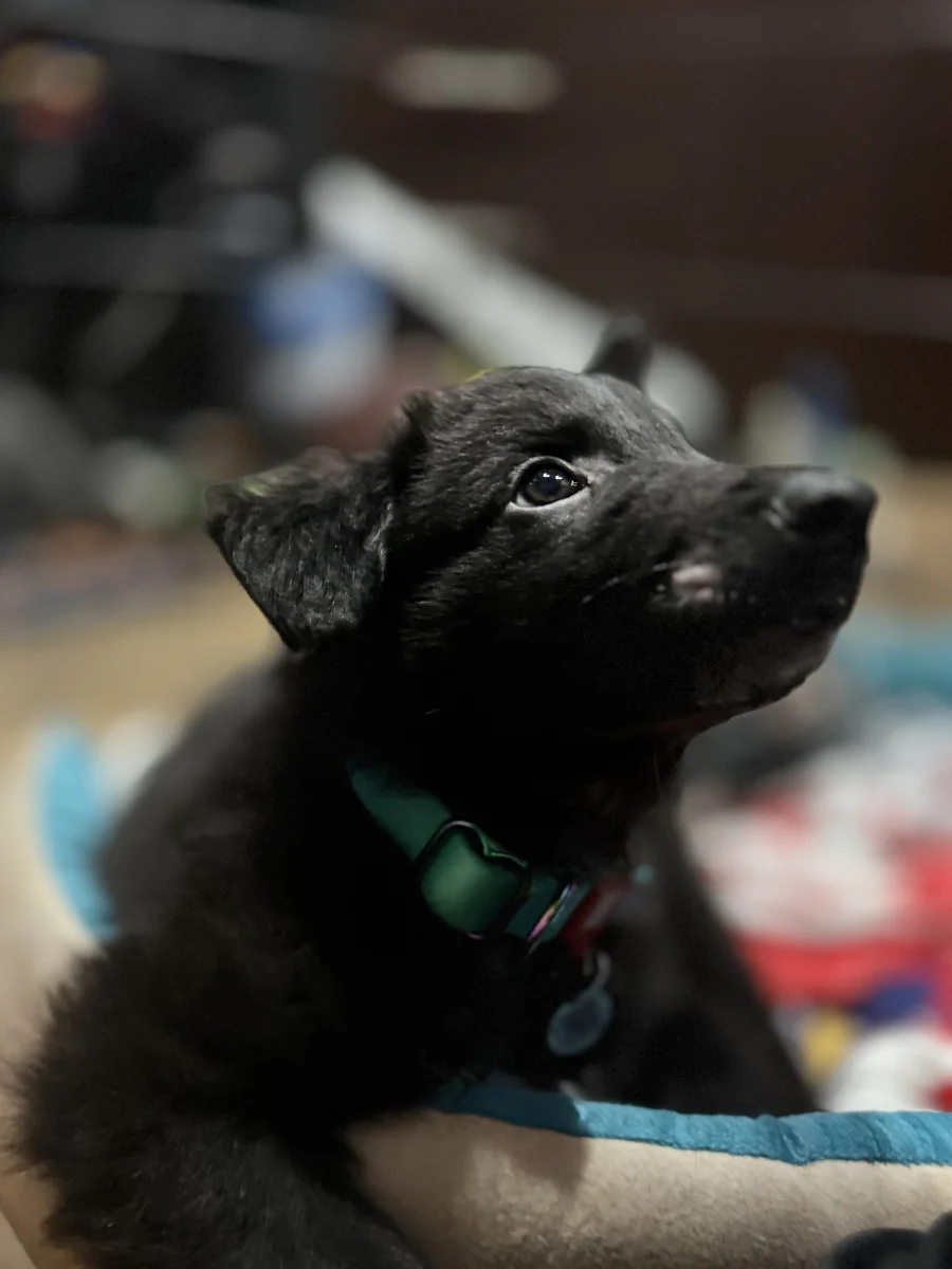 Foto de Simba con microchip 990000012835529