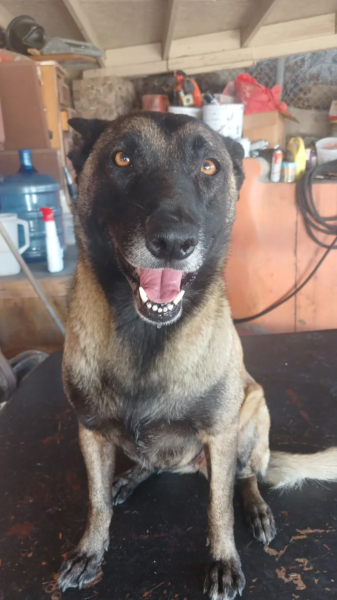 Foto de Asilem con microchip 990000012834488