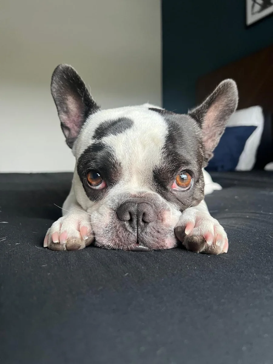Foto de Carlota con microchip 990000012839561