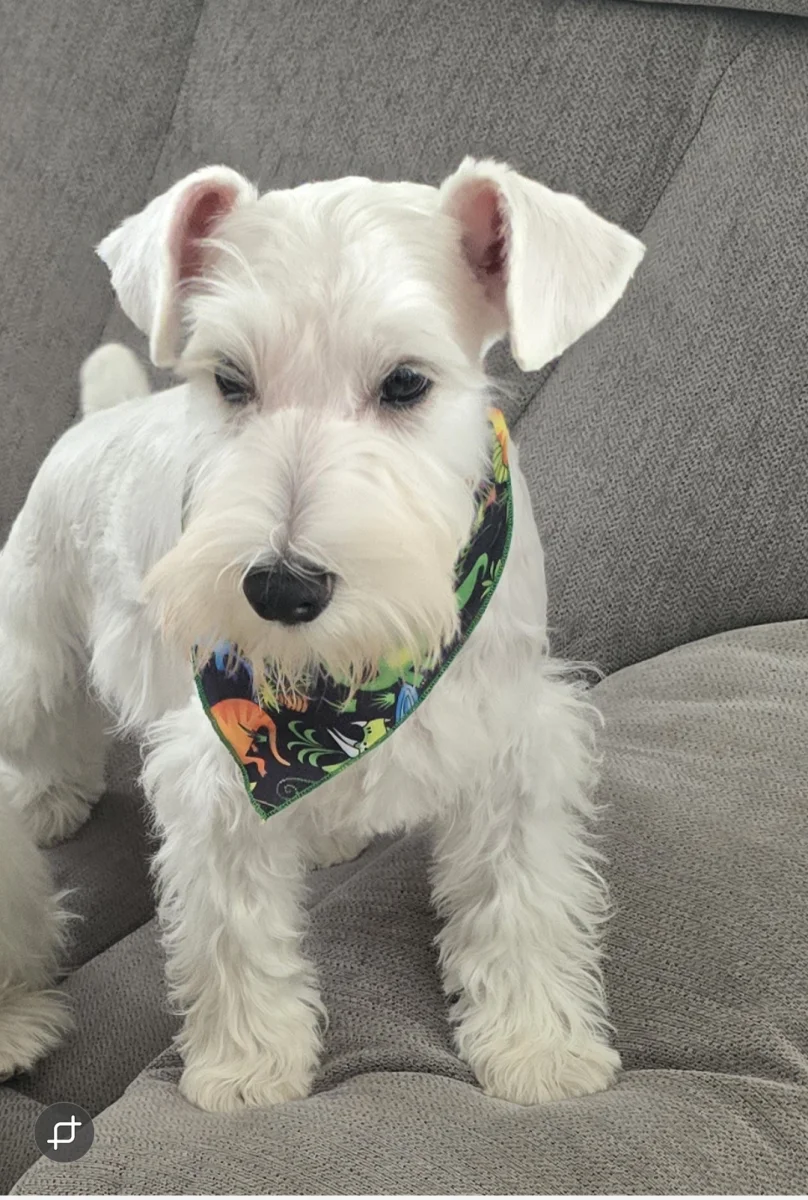 Foto de MAX con microchip 990000014782614