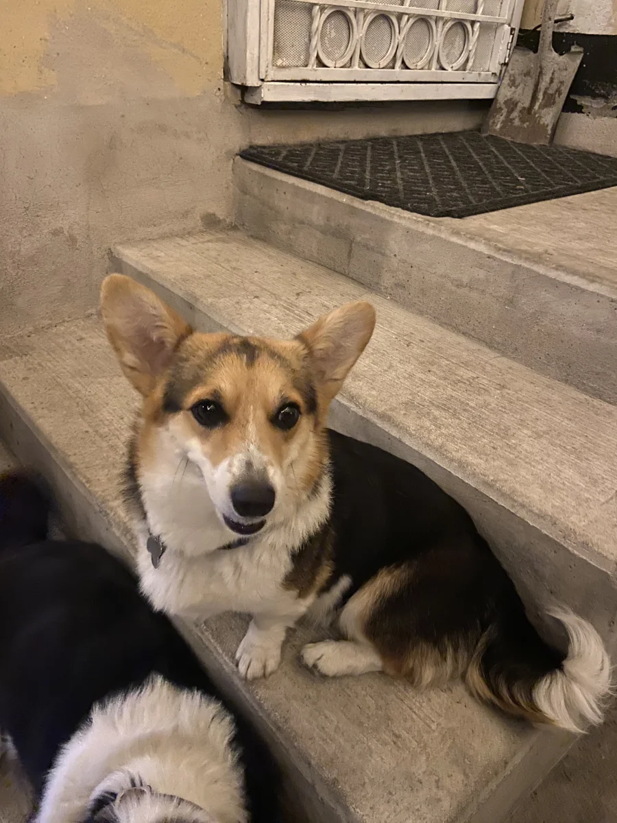 Foto de Maddie con microchip 990000014780162