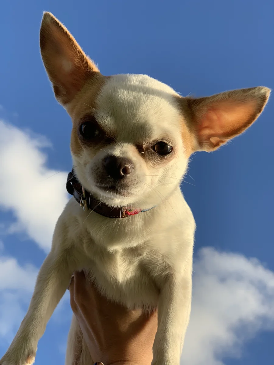 Foto de BIMBA con microchip 990000014775860