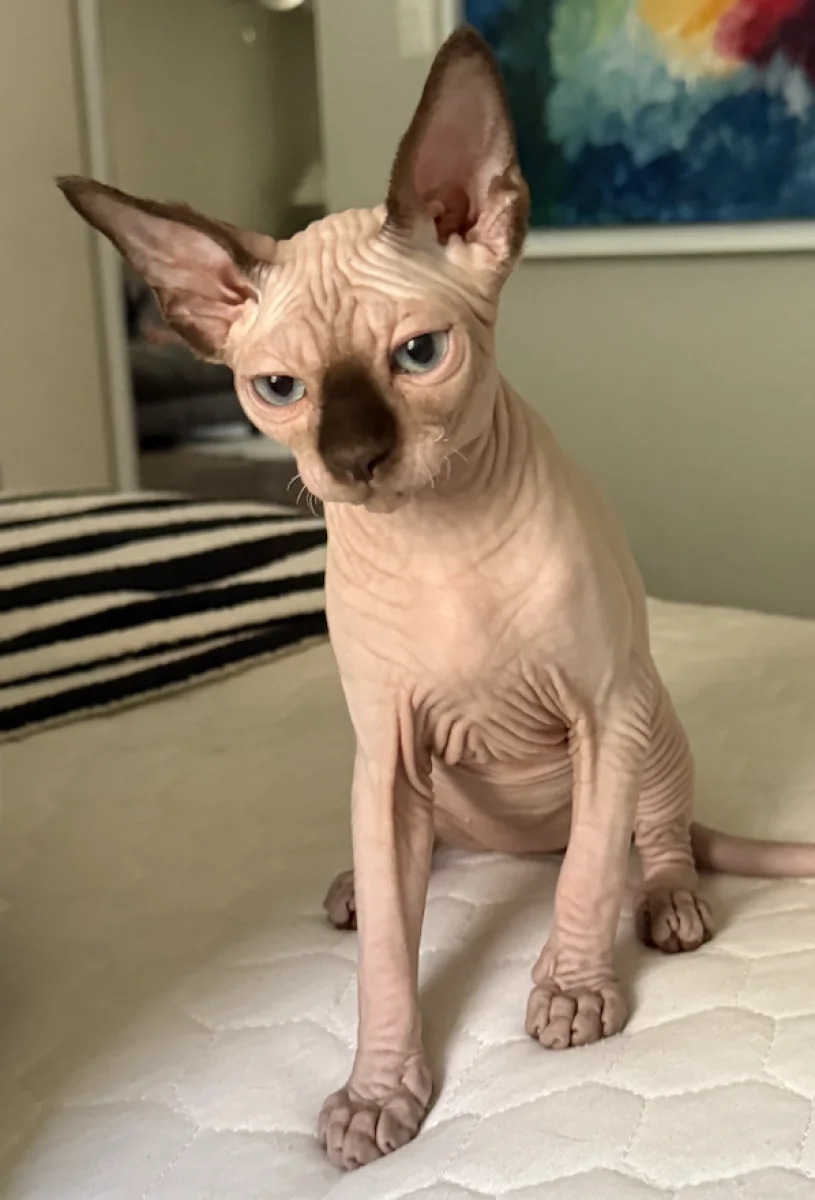 Foto de Diego con microchip 990000014781378
