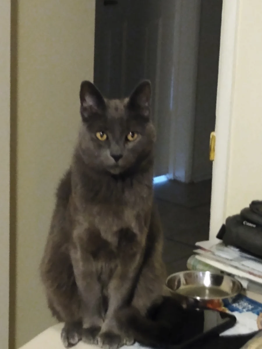 Foto de Boris con microchip 990000014779365