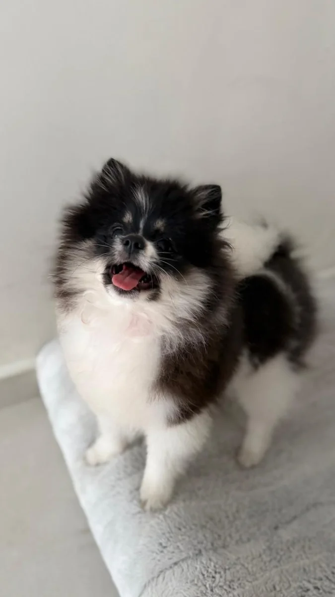 Foto de Maki con microchip 990000014772839