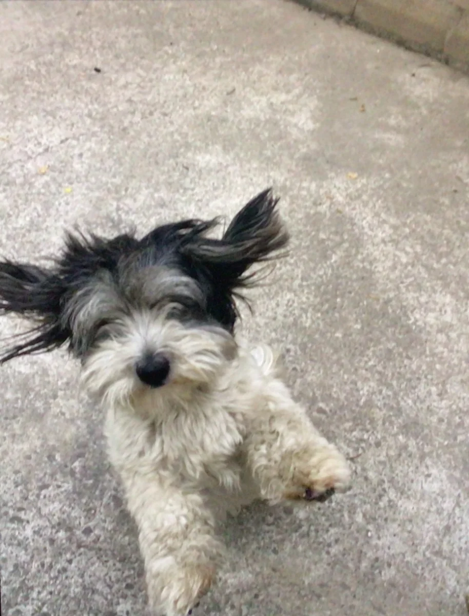 Foto de Bella con microchip 990000014772488