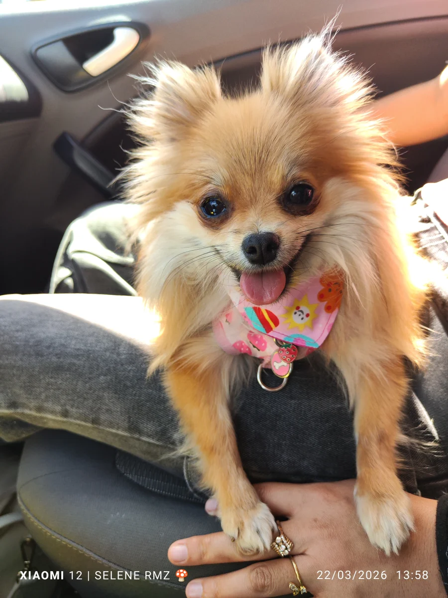 Foto de Cuchitril Moka Escobar con microchip 990000014777712