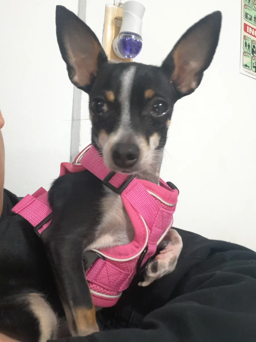 Foto de Yeri con microchip 990000012841943