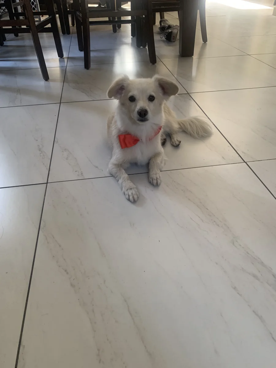 Foto de Maruja con microchip 990000014776467