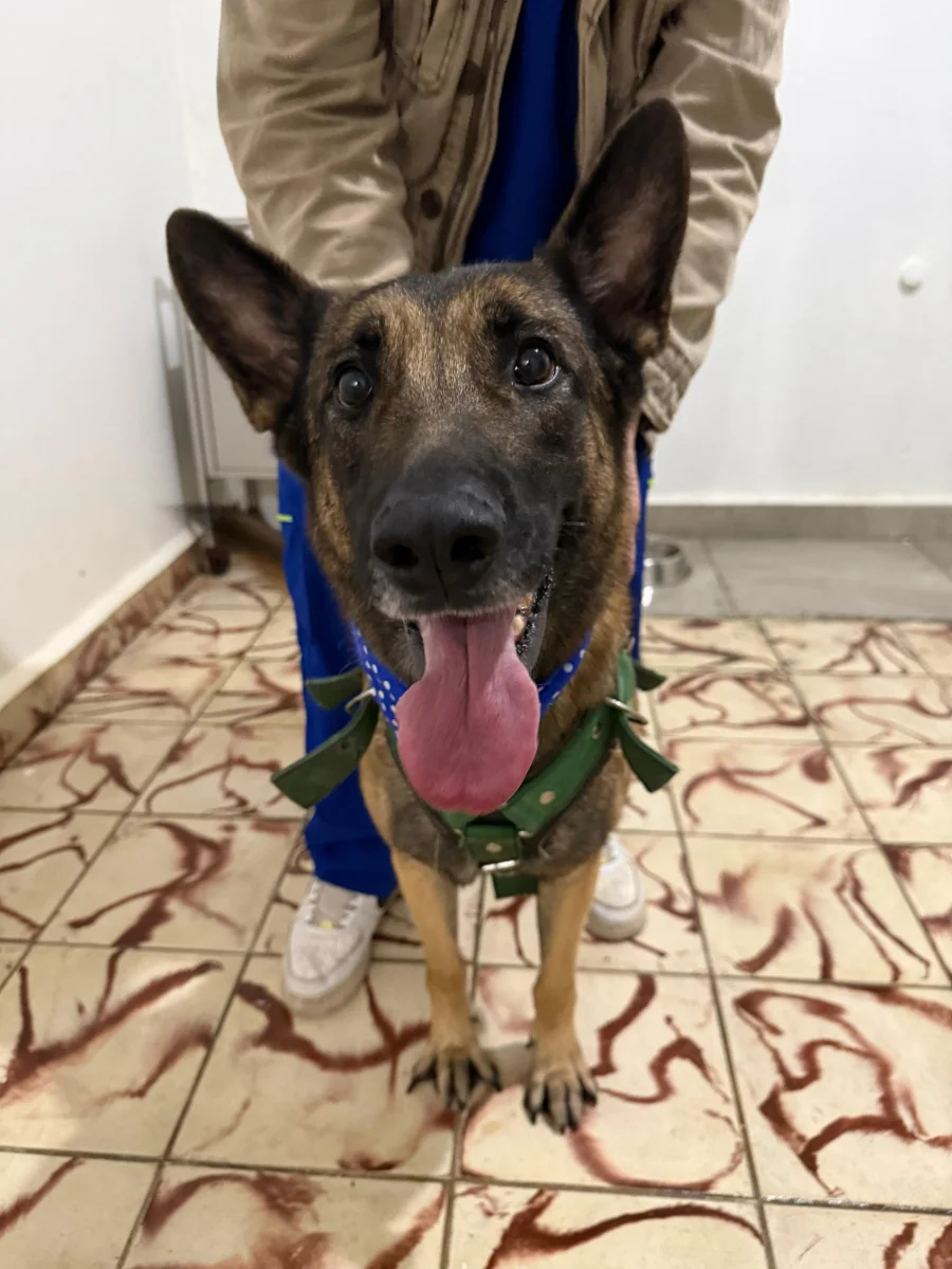 Foto de Zeus con microchip 990000014781192