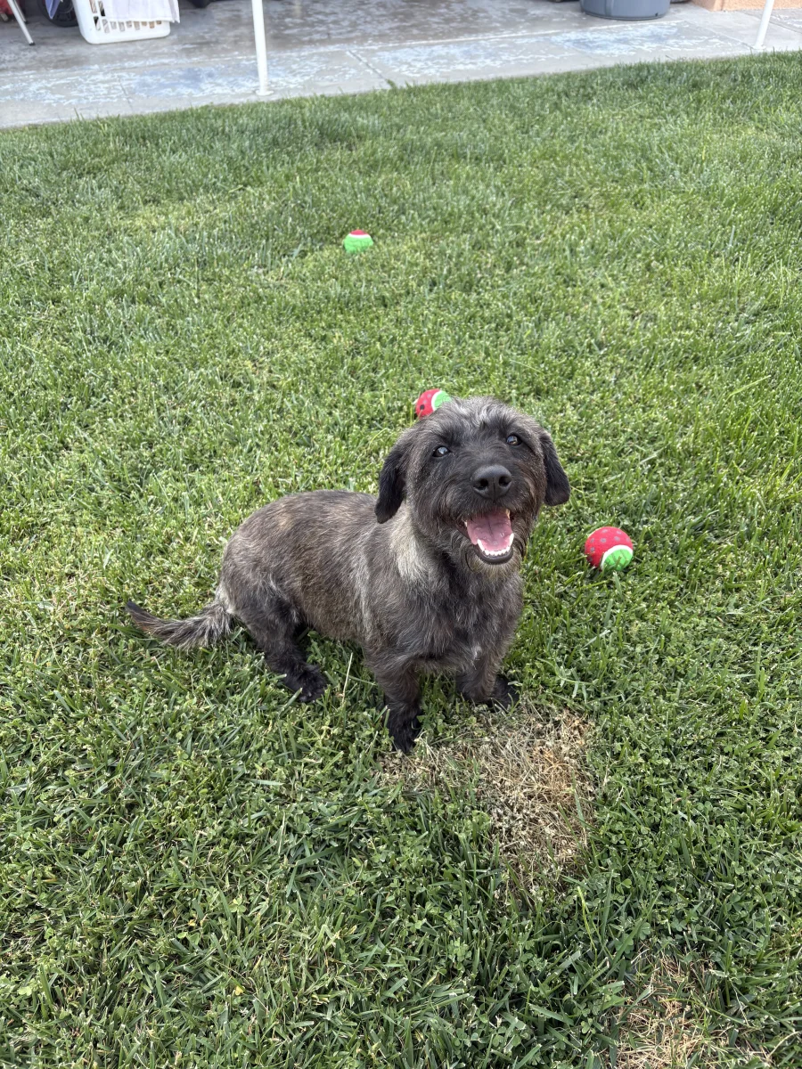 Foto de Millie con microchip 990000014779626