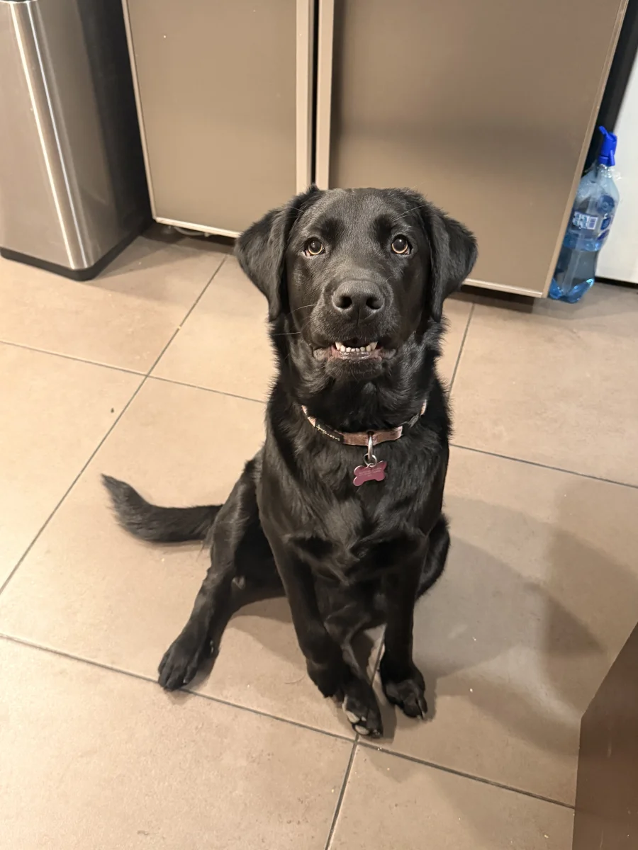 Foto de Chora Pepper con microchip 990000014776996