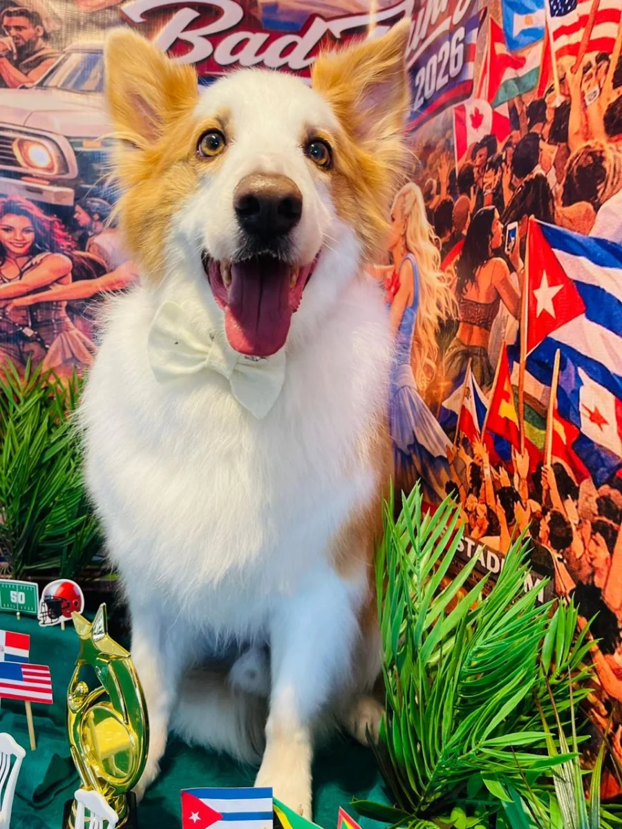 Foto de Benito con microchip 990000014774672