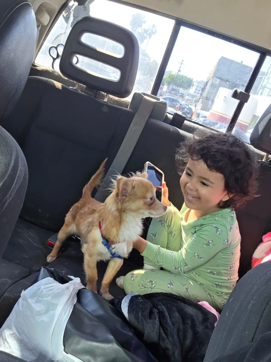 Foto de Nico con microchip 990000012836151