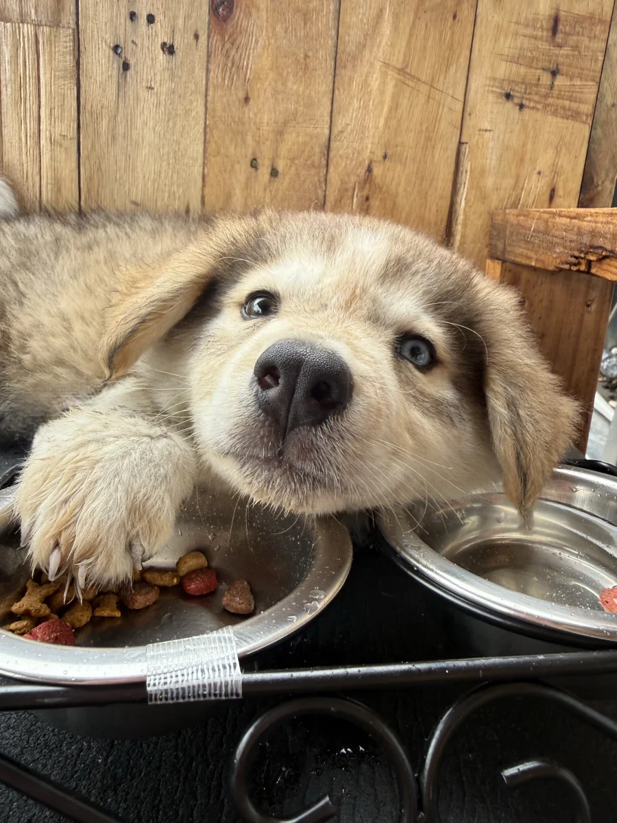 Foto de Koda con microchip 990000014162791
