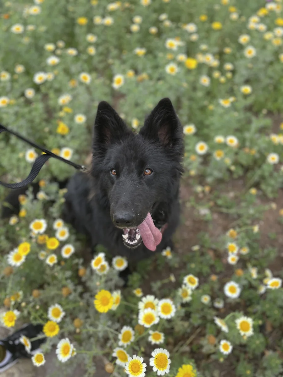 Foto de Kahlua con microchip 990000012849494