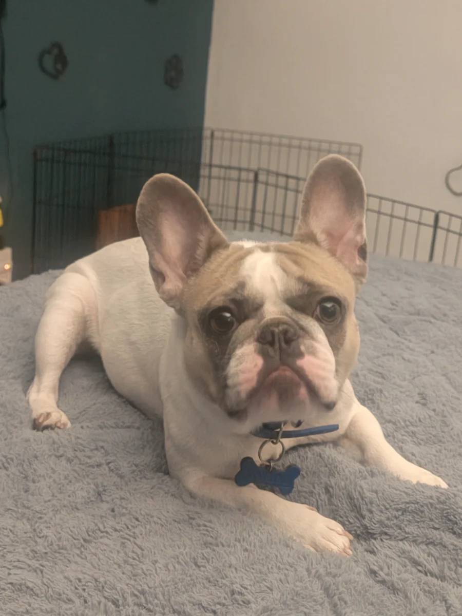 Foto de Lukas con microchip 990000014777723
