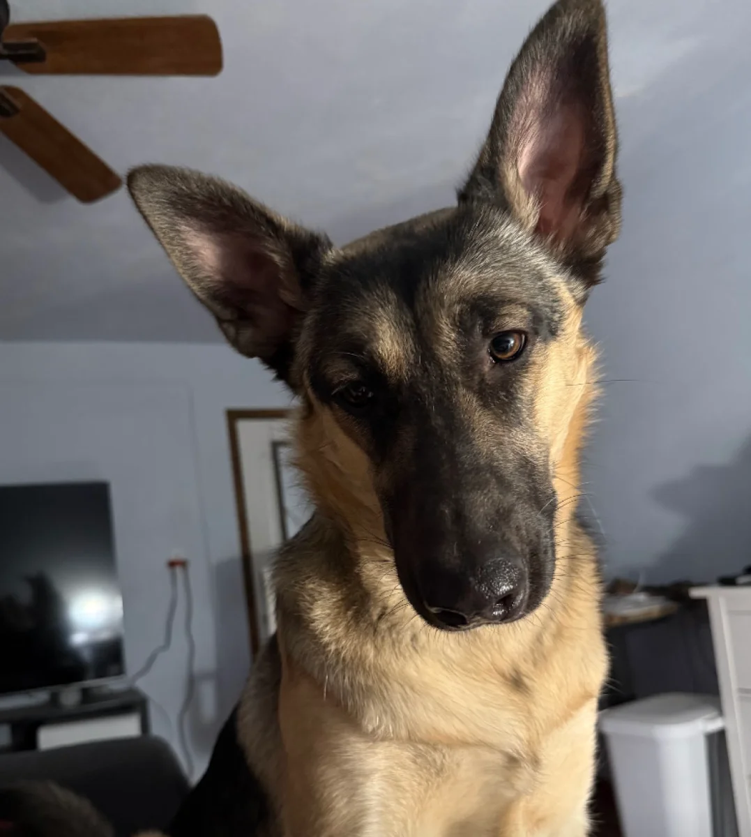 Foto de Abby con microchip 990000012844961