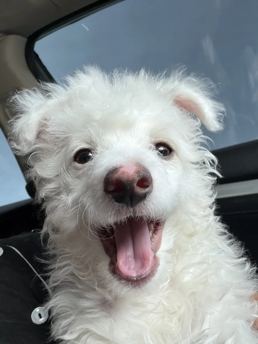 Foto de Tommy con microchip 990000014777942