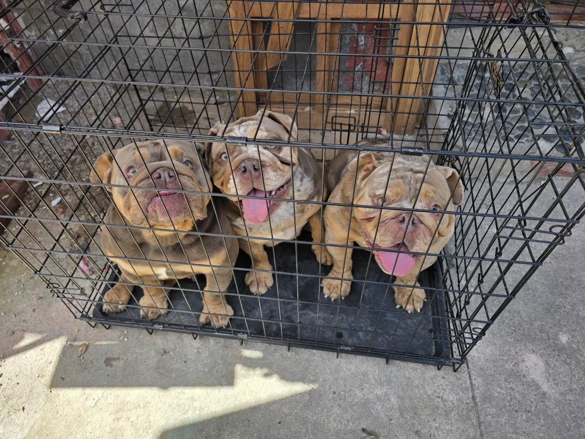 Foto de Givenchy con microchip 990000014782634