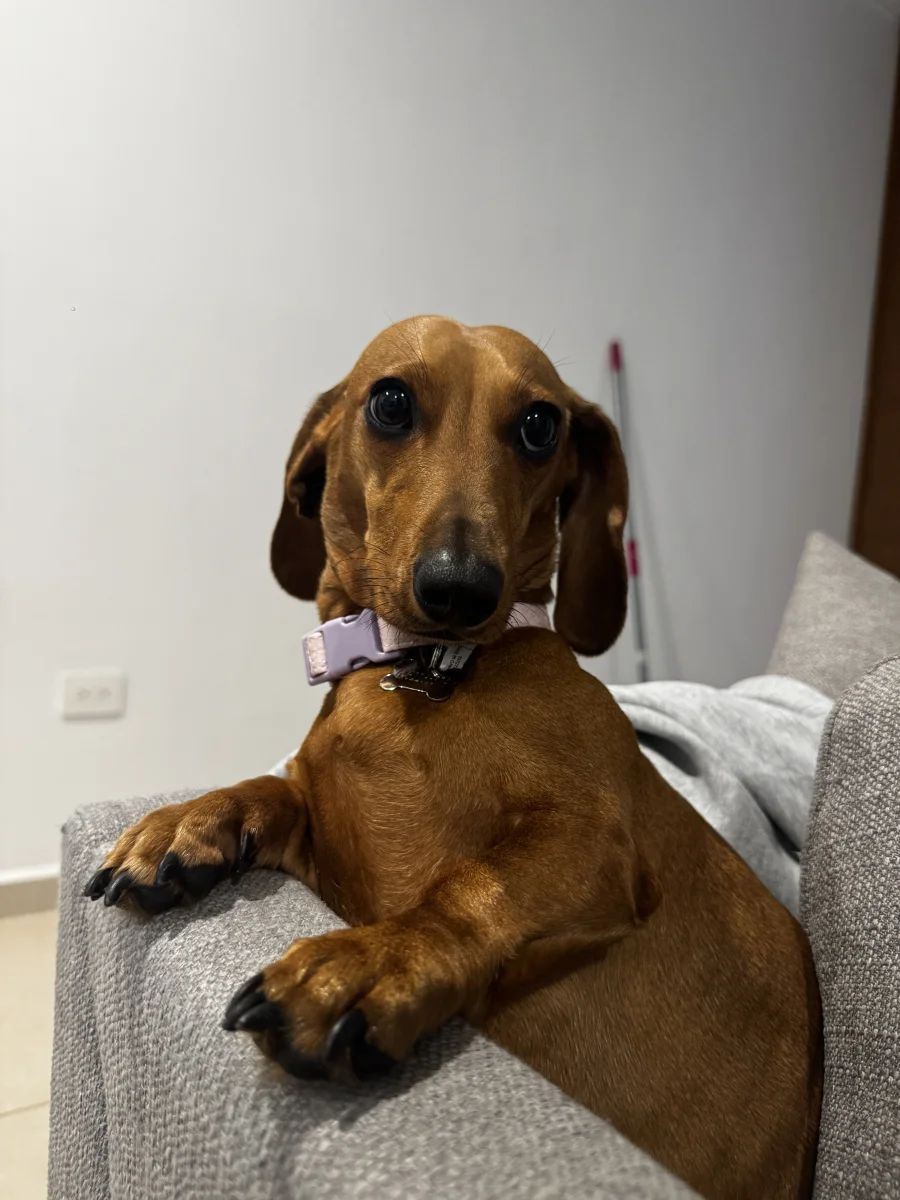 Foto de Lola con microchip 990000014774683