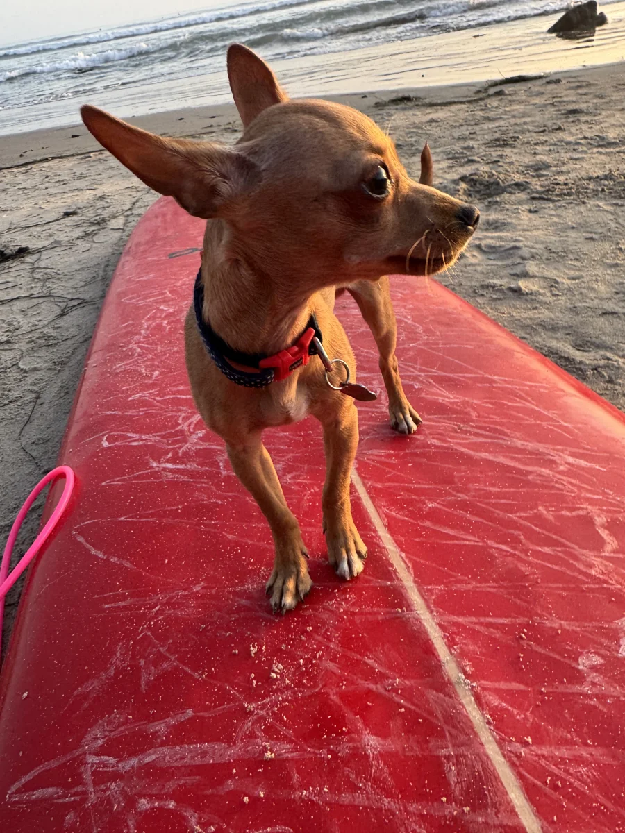 Foto de Lorenzo con microchip 990000014773930