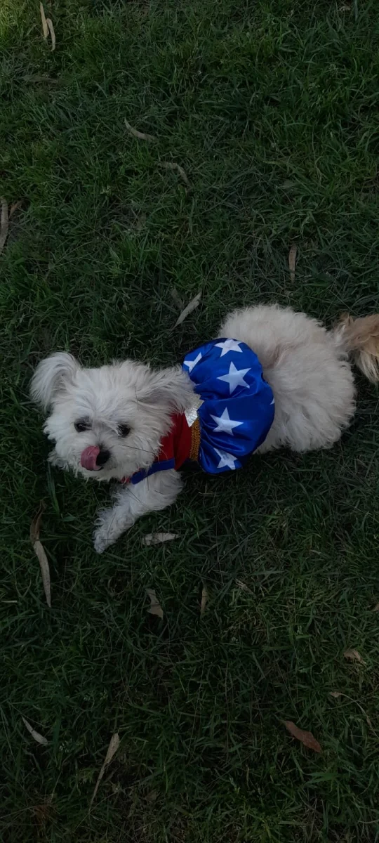 Foto de Deisy titi con microchip 990000014779763
