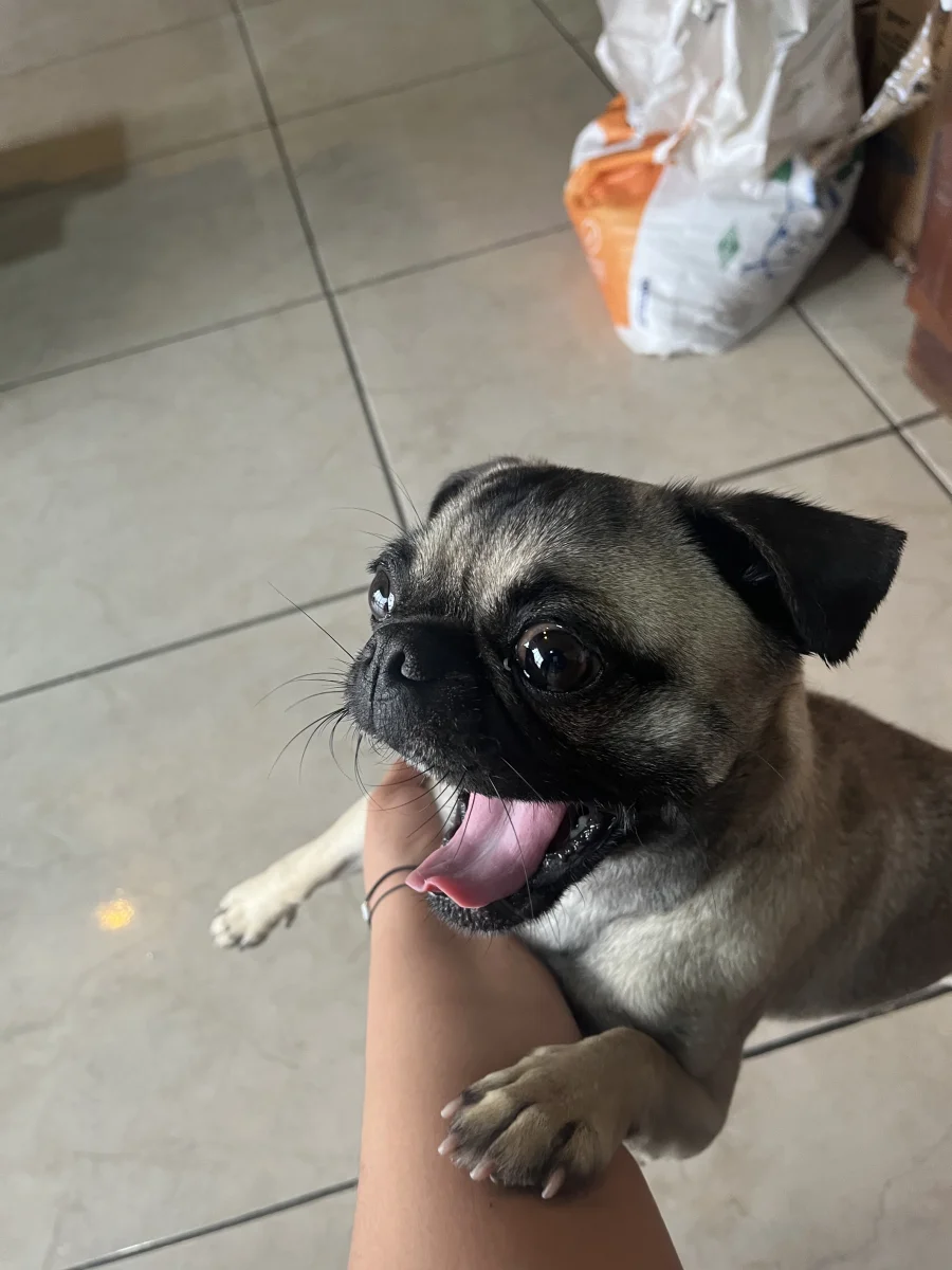 Foto de Cecilia con microchip 990000014540195