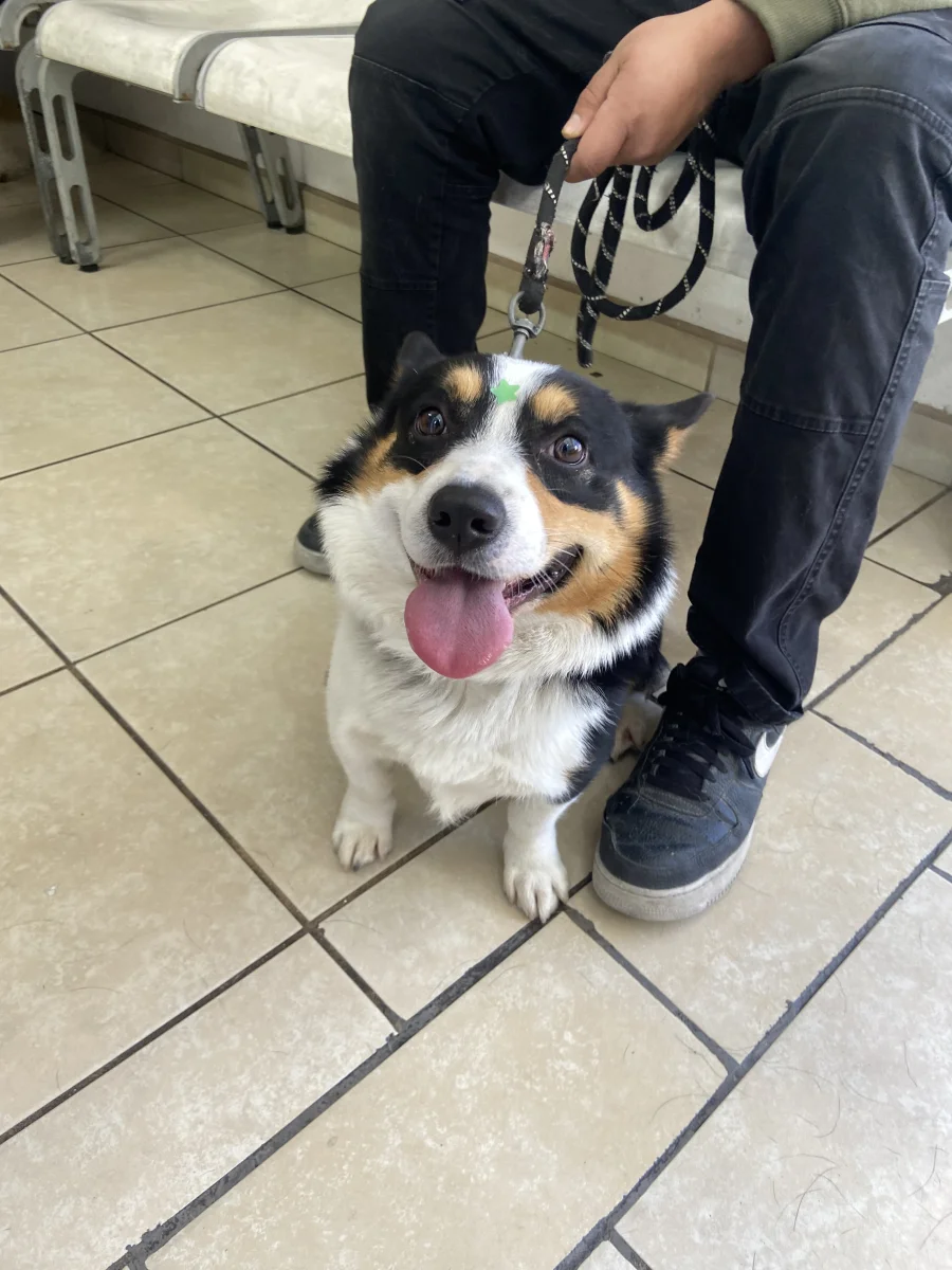 Foto de Milo con microchip 990000014780169