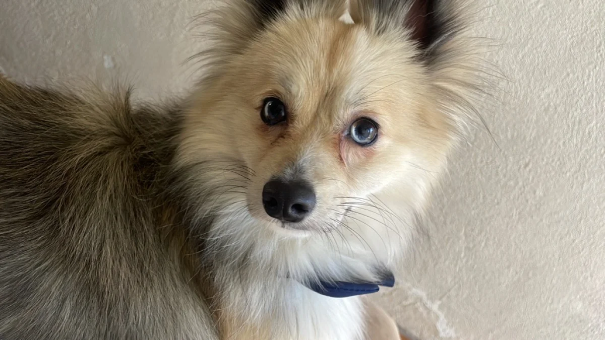 Foto de Foxy con microchip 990000014775033