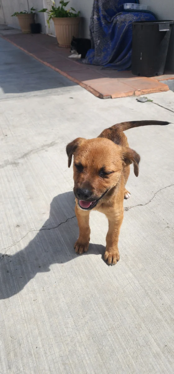 Foto de Pixie con microchip 990000014772137