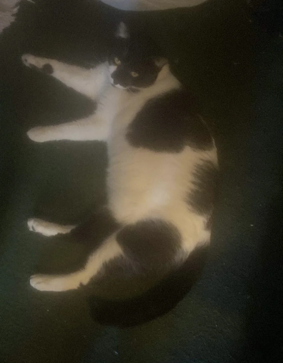 Foto de Ernie Mishi con microchip 990000012834460