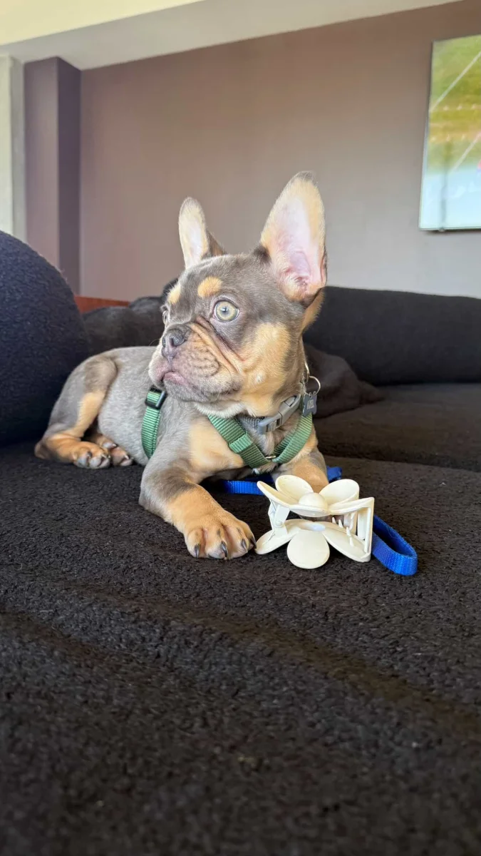 Foto de Axel con microchip 990000014775852